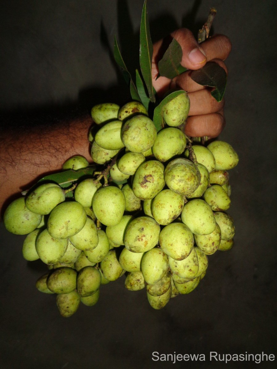 Mangifera indica L.